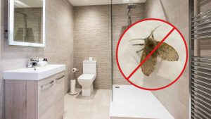9 astuces efficaces pour se débarrasser définitivement des moucherons de sa salle de bains