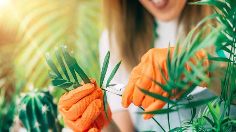 9 astuces pour faire fuir les insectes indésirables de vos plantes et améliorer leur croissance