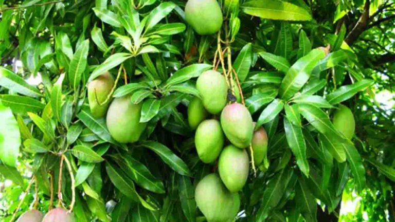 Comment planter et faire pousser un noyau de mangue ? 