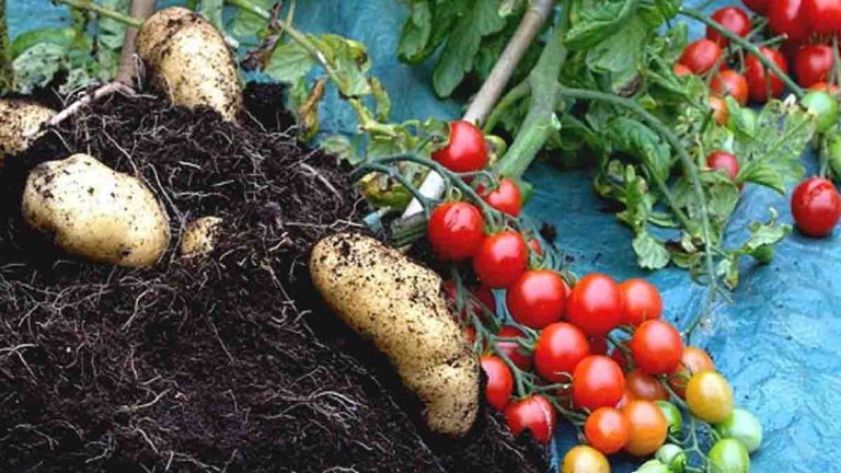 "La pomate", découvrez cet aliment du future, une HYBRIDE entre tomate et patate