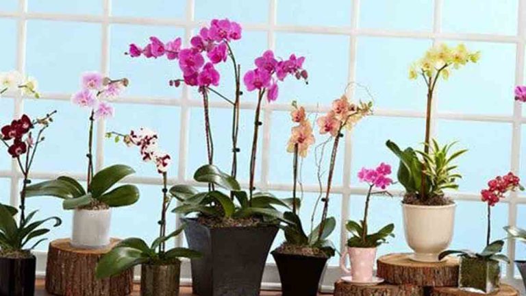 4 secrets à connaître pour faire pousser de belles orchidées à la maison 