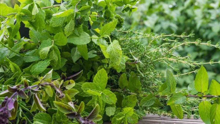 5 plantes aromatiques que vous pouvez faire pousser pendant lhiver