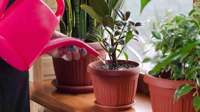 Découvrez cette astuce dexpert pour savoir si votre plante a besoin deau.