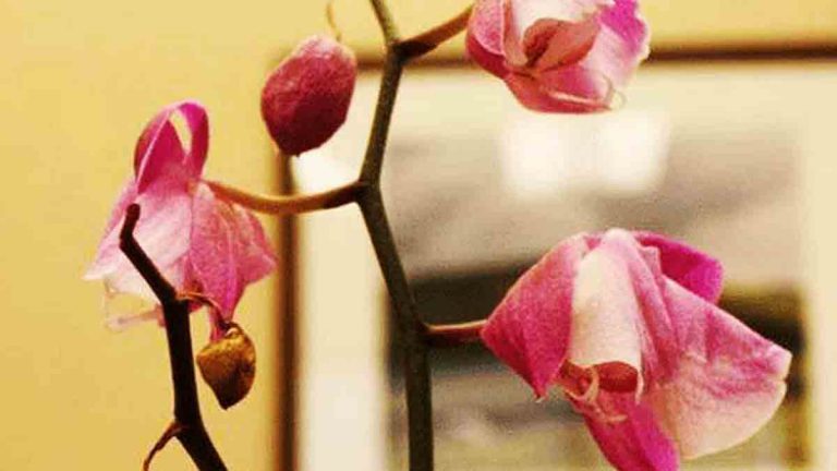 Découvrez comment faire revivre une orchidée sèche et fanée.