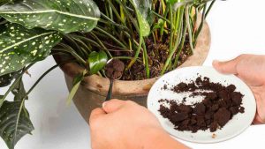 Découvrez comment utiliser le marc de café comme engrais naturel pour faire pousser vos plantes plus rapidement