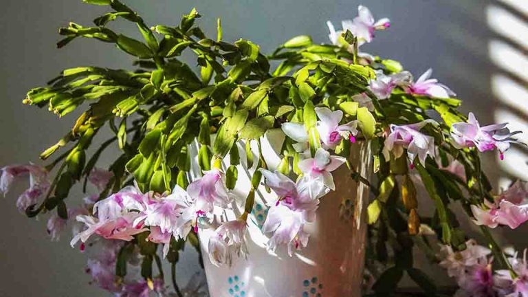 Entretien cactus de Noël : voici nos conseils infaillibles pour faire prospérer LA plante grasse fleurie