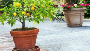Nos 10 astuces très simples pour planter un citronnier en pot