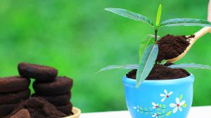 6 raisons incroyables pour lesquelles il faut verser du marc de café sur ses plantes