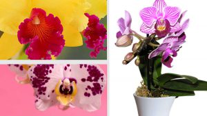 Découvrez le secret dun expert en jardinage pour entretenir correctement vos orchidées et les conserver plus longtemps.