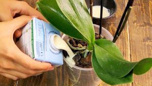 Orchidée : 5 étapes infaillibles pour prendre soin de sa plante