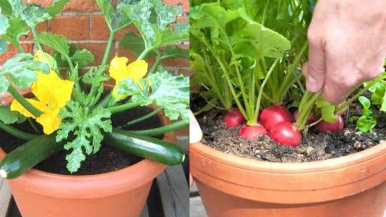 3 légumes et un fruit à cultiver au mois de février dans votre potager