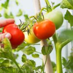 Quel est le meilleur engrais à tomates naturel et sans risque qui les fait pousser plus rapidement?