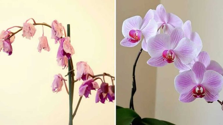 cette-astuce-a-la-portee-de-tous-permet-de-faire-refleurir-vos-orchidees-fanees-en-un-rien-de-temps