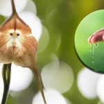 Orchidée Dracula Simia : tout savoir sur cette fleur sublime