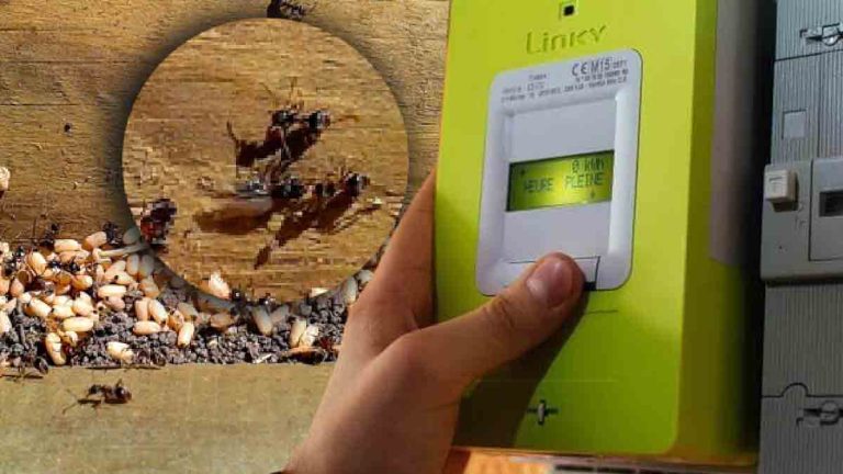 2 astuces efficaces pour éloigner les fourmis des compteurs Linky