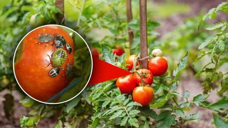 Se débarrasser des punaises des tomates avec des astuces naturelles