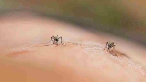 Astuce de génie pour bannir les moustiques