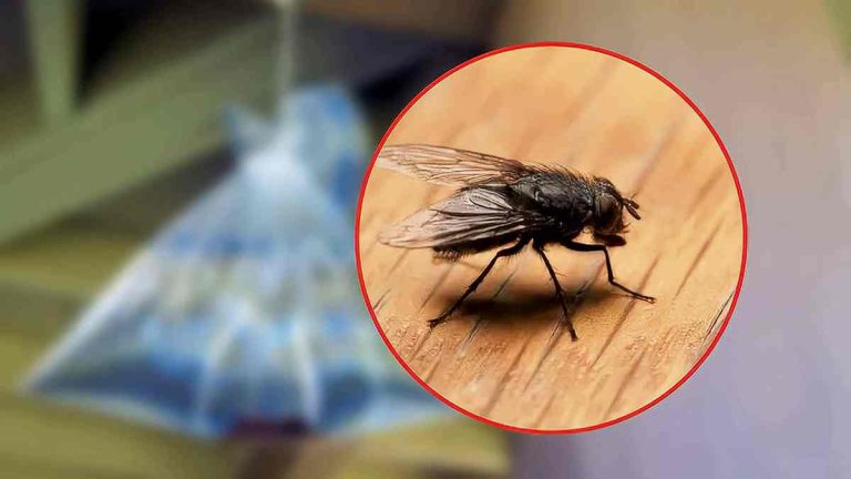 Bye-Bye les mouches : Comment utiliser des agrumes pour protéger votre maison des mouches