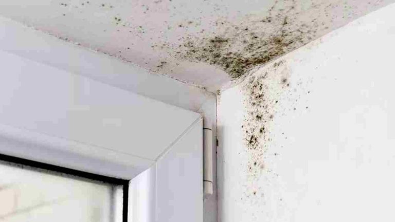 Comment se débarrasser de la moisissure sur vos murs ?